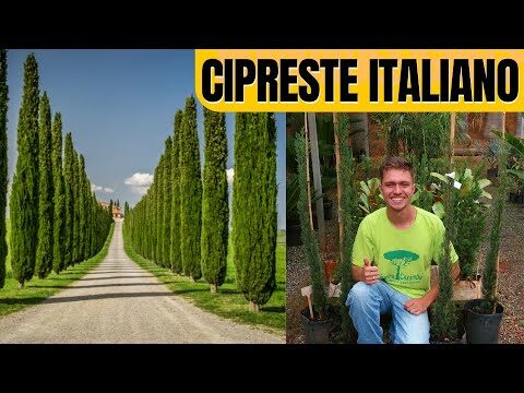 Cipreste: Conheça Seu Nome Científico e Características