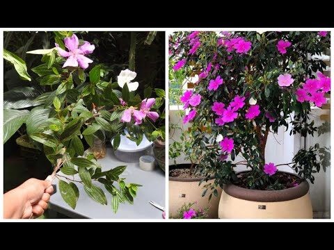 Como Fazer Muda de Manaca da Serra