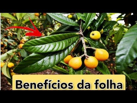 Benefícios da Folha de Nespera para a Saúde | Actualizado mayo 2026