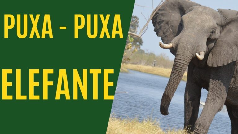 A Força do Elefante Puxa: Natureza em Ação | Actualizado marzo 2026