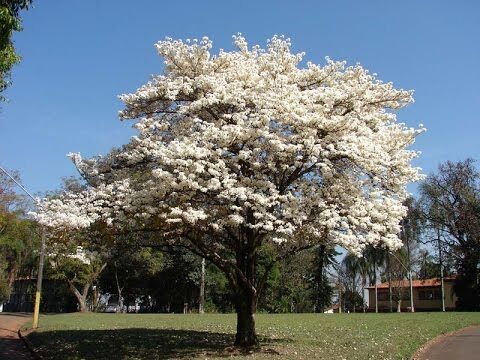 Ipe Branco: Nome Científico e Características