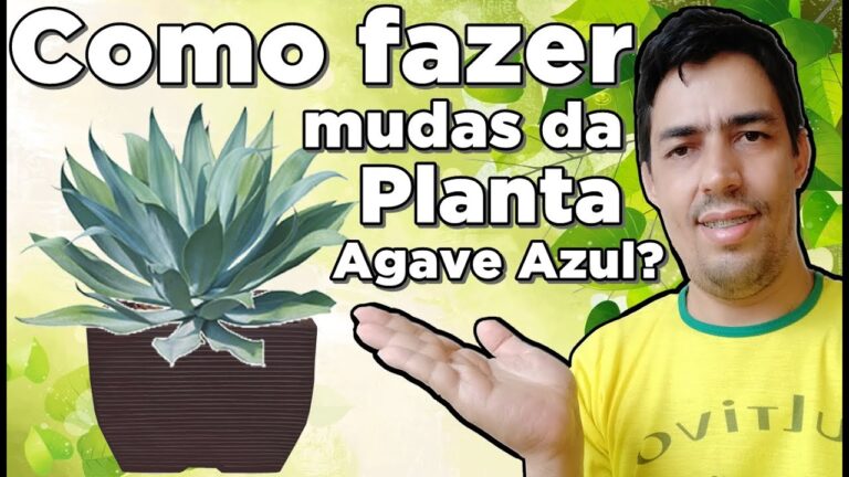 Mudas de Agave Azul: Cultivo e Cuidados Essenciais