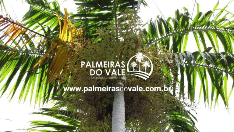 Altura Ideal da Palmeira Carpintaria para Paisagismo