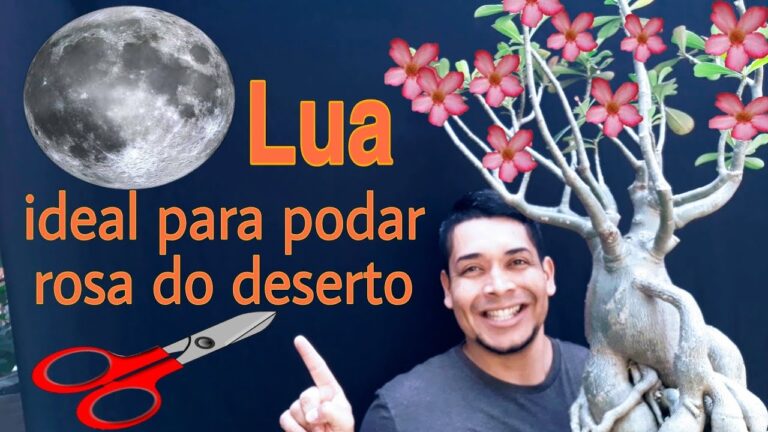 A Melhor Lua para Podar Rosa do Deserto | Actualizado mayo 2026