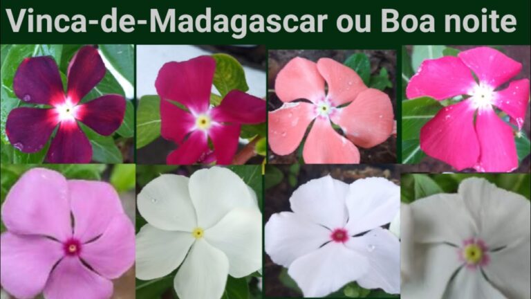 Cuidados Essenciais para a Planta Boa Noite Branca