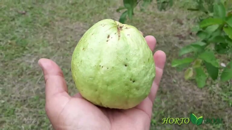 O Nome Científico da Goiaba: Descubra a Classificação Botânica