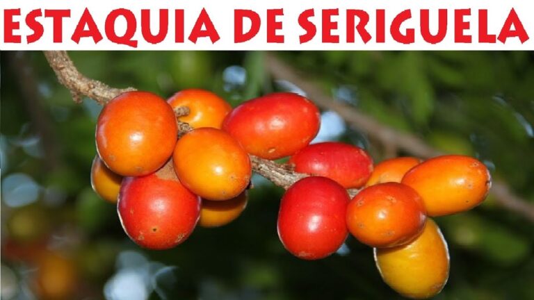 Cultivo e Benefícios da Estaquia de Siriguela