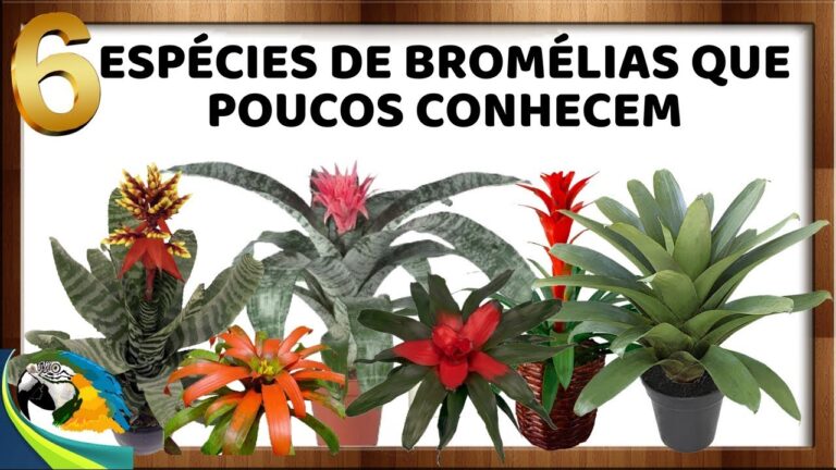 Nome Científico das Bromélias: Um Guia Completo | Actualizado mayo 2026