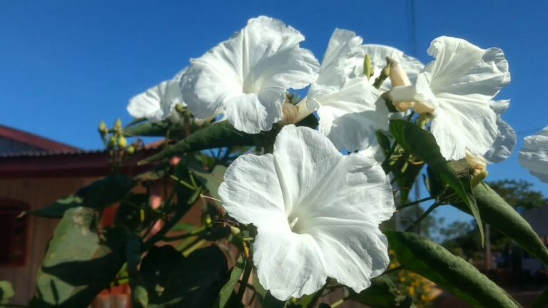 Beleza e Cuidados da Flor Ipomeia Branca
