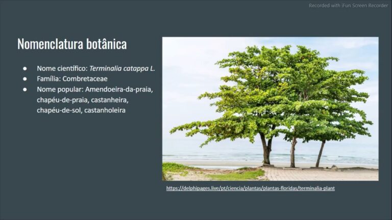 Amendoeira: Nome Científico e Curiosidades