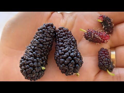 Tipos de Amoras: Guia Visual e Fotográfico