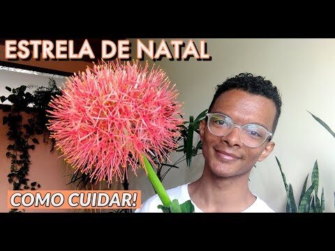 Explorando a Flor Bola do Mundo Branca