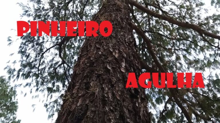 Pinheiro: Conheça o Nome Científico e Suas Espécies | Actualizado junio ...