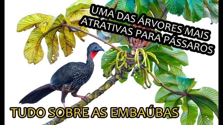 Benefícios e Usos da Árvore de Embaúba