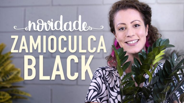 Zamioculca Preta: Significado Espiritual e Suas Energias