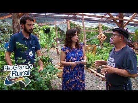 Guia Prático: Como Fazer Mudas de Camélias