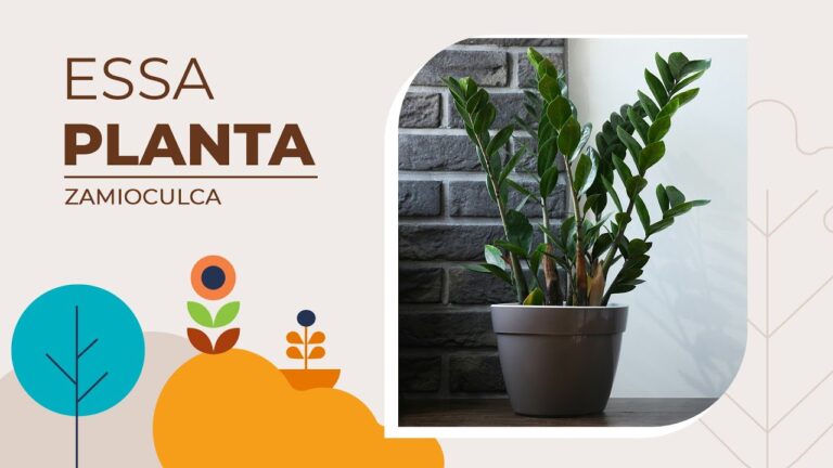 Zamioculca: O Guia Completo sobre Esta Planta Exuberante