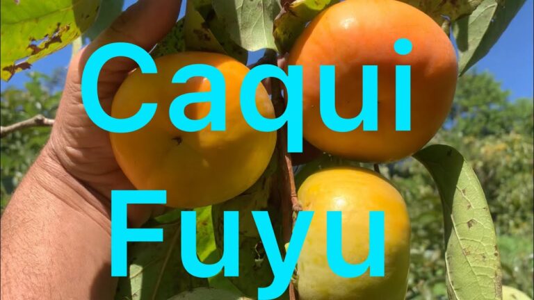 Descubra os Benefícios do Pe de Caqui Fuyu