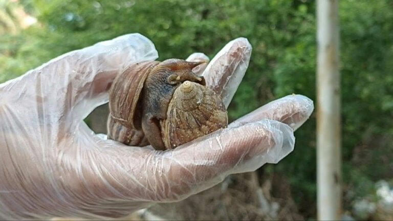 A Longevidade dos Caracóis: Fatores e Expectativas de Vida