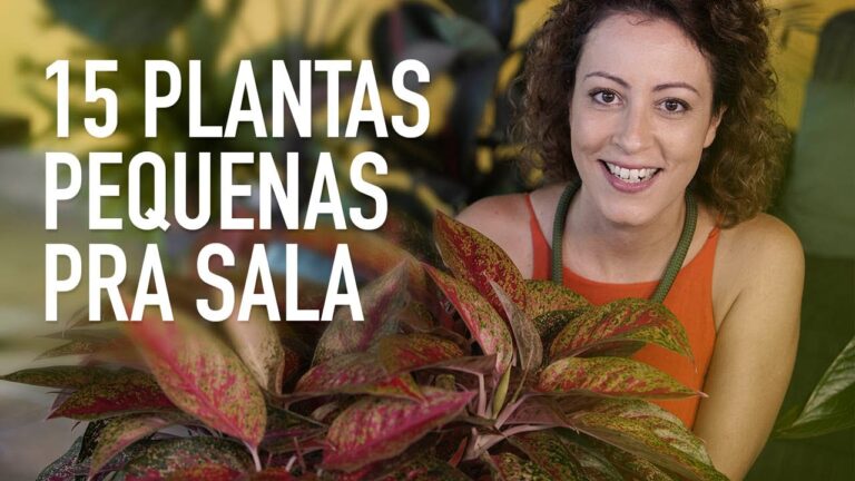 Plantinhas Pequenas: Guia de Nomes e Cuidados