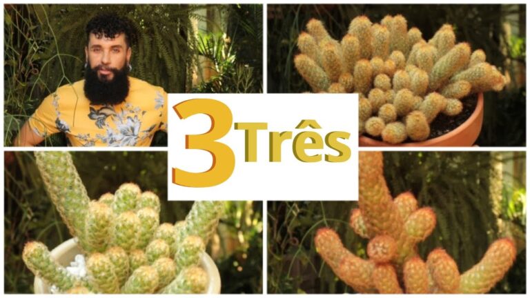 Cacto Dedo de Mão: Cuidados e Cultivo Essenciais