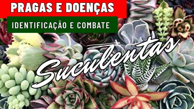 Identificando Tipos de Pragas em Suculentas
