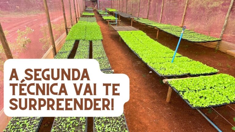 Tempo Ideal de Germinação para Hortaliças