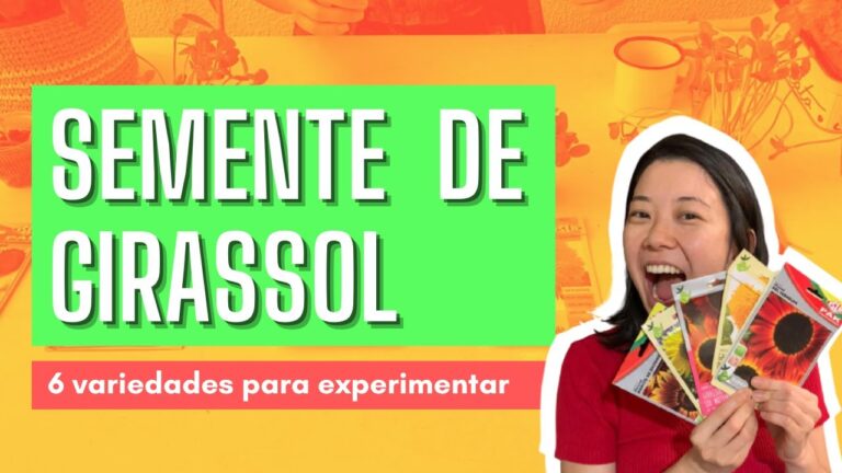 Tipos de Girassol Anão: Cultivo e Variedades Ideais