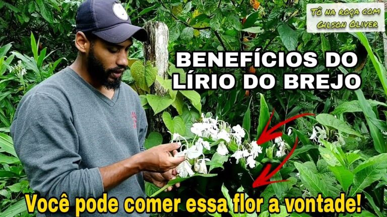 Lírio-do-Brejo: Delícias Comestíveis da Natureza | Actualizado mayo 2026