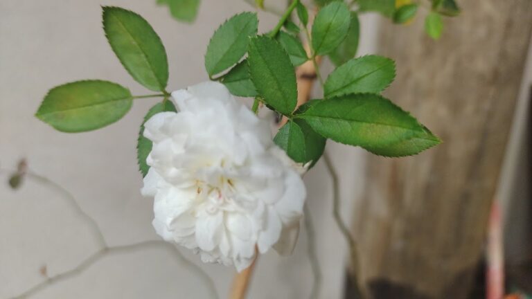 Guia Prático para Plantar Rosa Branca