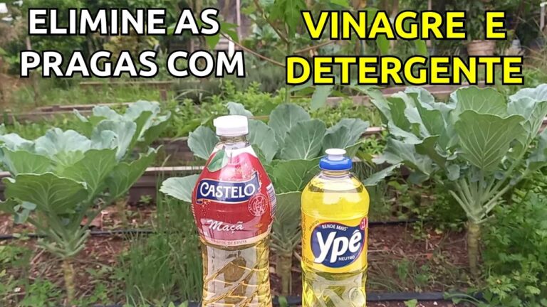 Eficácia do Inseticida Natural com Vinagre e Detergente | Actualizado ...