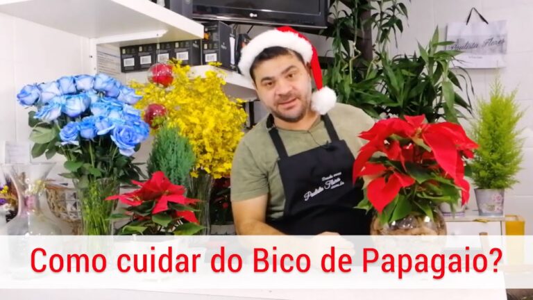Planta Bico de Papagaio: Cultivo Ideal em Ambientes Ensolarados