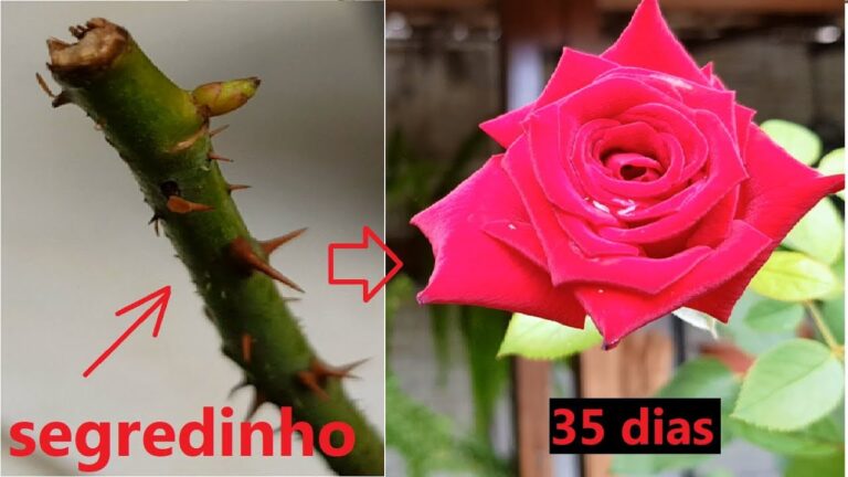 Como Propagar Rosa a Partir da Flor | Actualizado marzo 2026