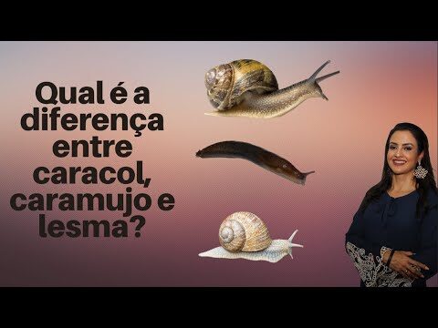 Caracol x Caramujo: Diferenças e Curiosidades | Actualizado mayo 2026