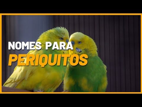 Nomes Criativos para Periquitos Verdes