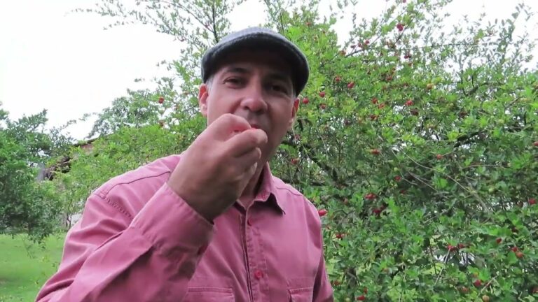 Pé de Acerola: Conhecendo Seu Nome e Características