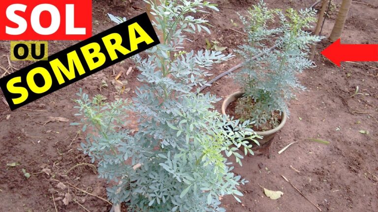 Arruda: A Planta que Adora Sol | Actualizado mayo 2026