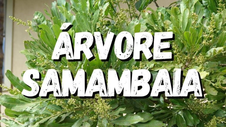 Crescimento Saudável da Árvore Samambaia | Actualizado mayo 2026
