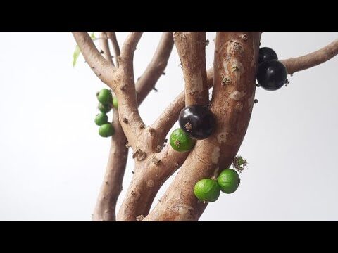 Descubra o Nome Científico da Jabuticaba | Actualizado mayo 2026