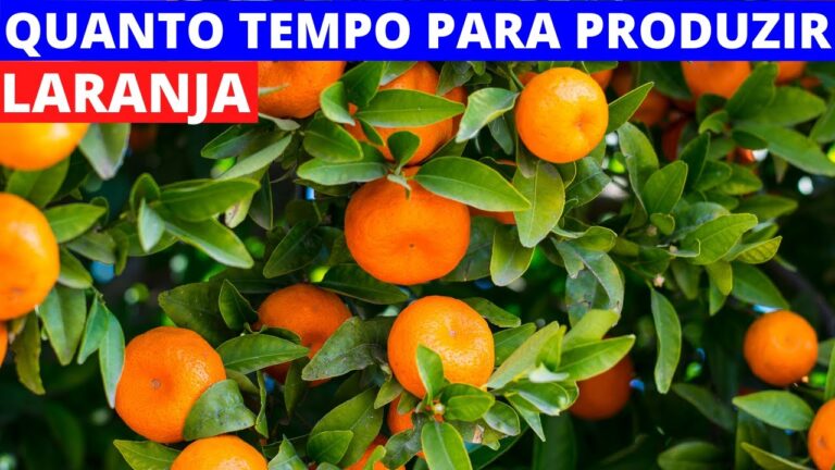 Laranja Enxertada: Tempo de Produção Ideal