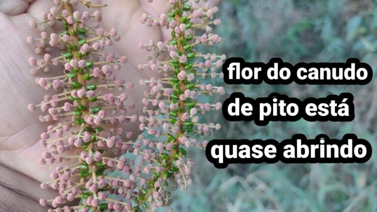 Canudo de Pito: A Importância da Árvore na Sustentabilidade