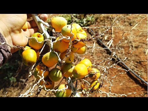 Benefícios e Usos do Pé de Coquinho do Mato