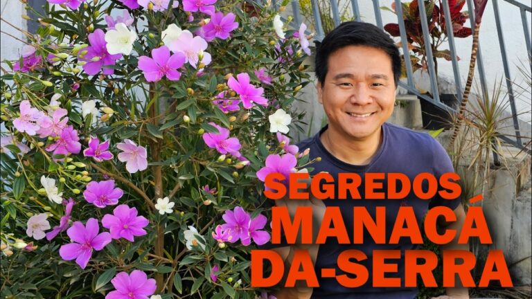 Manaca da Serra: Tamanho e Características Essenciais