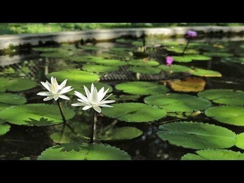 Descubra a Magia da Ninfeia Branca: Beleza e Simbolismo na Natureza