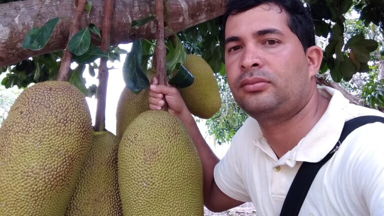 Descubra o Nome do Pé de Jaca