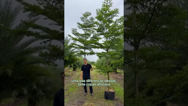 A Árvore Sete Copas Africana: Simbolismo e Cuidados